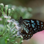 Protect fauna & flora with federated database