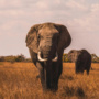 New UN database to help combat wildlife crime